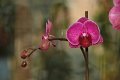 Phalaenopsis   084
